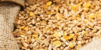 Achieving Feed Conversion Ratio 1:1 in Broiler: A myth or a reality