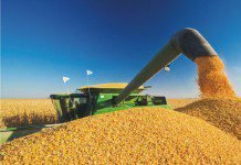 Viet Nam farmers advocates to shift to corn