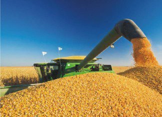 Viet Nam farmers advocates to shift to corn