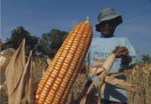 Feed millers inked MoU with government – strategy to consume local corn in Indonesia