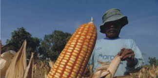 Feed millers inked MoU with government – strategy to consume local corn in Indonesia