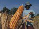 Feed millers inked MoU with government – strategy to consume local corn in Indonesia