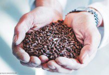 Natural gas protein-an alternative to fishmeal and soymeal