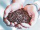 Natural gas protein-an alternative to fishmeal and soymeal