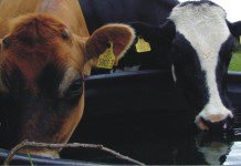 Water quality: A hidden limiting factor for animal productivity