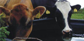 Water quality: A hidden limiting factor for animal productivity