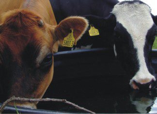 Water quality: A hidden limiting factor for animal productivity