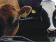 Water quality: A hidden limiting factor for animal productivity