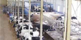 New cattle feed plant by Amul in WB