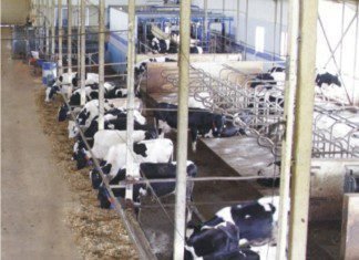 New cattle feed plant by Amul in WB