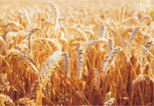 Specially-bred wheat for healthy bones in poultry