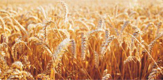 Specially-bred wheat for healthy bones in poultry