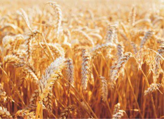 Specially-bred wheat for healthy bones in poultry