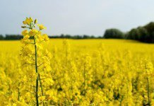 Canola prices in 2017 and beyond