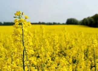Canola prices in 2017 and beyond