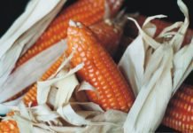 Nepal maize output in to hit all-time high