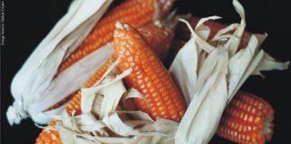 Nepal maize output in to hit all-time high