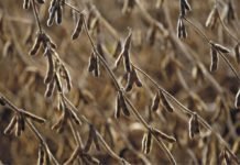 China implementing harder import rules on U.S. soybeans