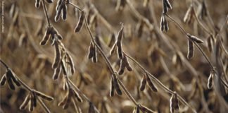 China implementing harder import rules on U.S. soybeans