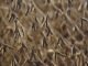 China implementing harder import rules on U.S. soybeans
