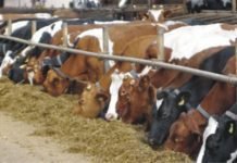 Multitoxins- A Big Challenge for Dairy Industry
