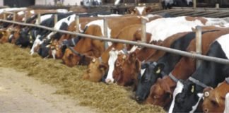 Multitoxins- A Big Challenge for Dairy Industry