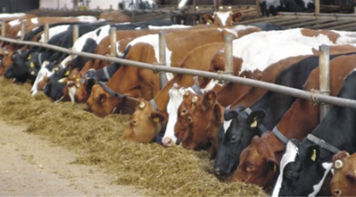 Multitoxins- A Big Challenge for Dairy Industry