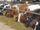 Multitoxins- A Big Challenge for Dairy Industry