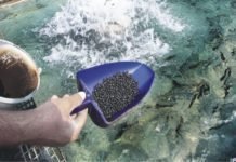 Aqua feed self-sufficiency required for development in Indonesia