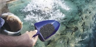 Aqua feed self-sufficiency required for development in Indonesia