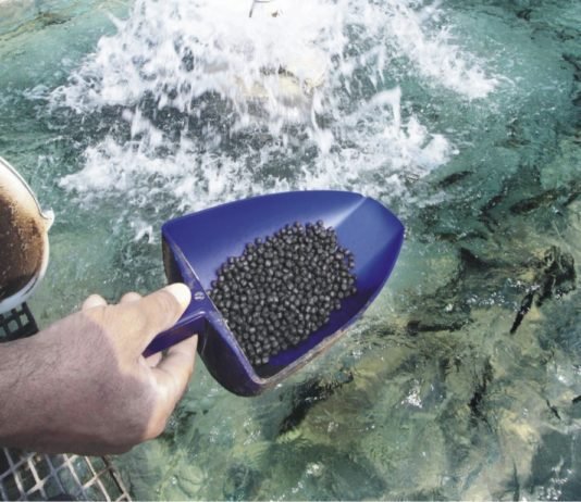 Aqua feed self-sufficiency required for development in Indonesia
