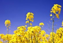 Australia canola get access to E.U.