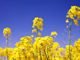 Australia canola get access to E.U.