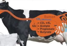 Plant oil supplementation can reduce GHG emission in ruminants