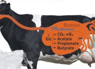 Plant oil supplementation can reduce GHG emission in ruminants