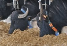 Nutritional requirement of lactating buffaloes