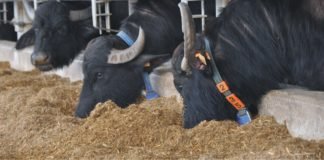 Nutritional requirement of lactating buffaloes