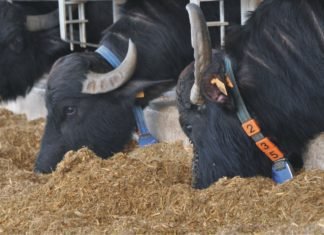 Nutritional requirement of lactating buffaloes