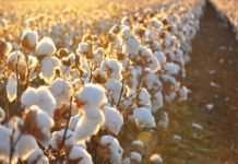 Bt cotton doubled production & minimised harm by pest