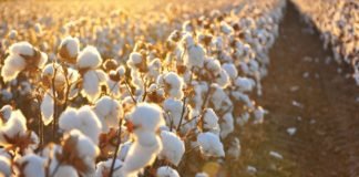 Bt cotton doubled production & minimised harm by pest