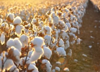 Bt cotton doubled production & minimised harm by pest