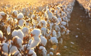 Bt cotton doubled production & minimised harm by pest