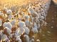 Bt cotton doubled production & minimised harm by pest