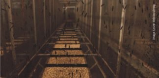 Insect ingredients for animal feed finding its way in USA, Canada and EU