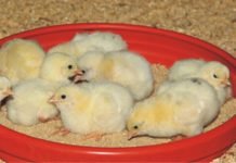 Skylark Group launched poultry feed in Ghana