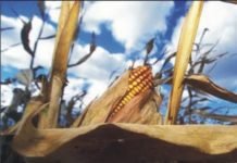 Corn prices in Indian and International Market