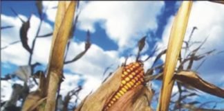 Corn prices in Indian and International Market