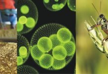 New Feed Raw Materials: India Market