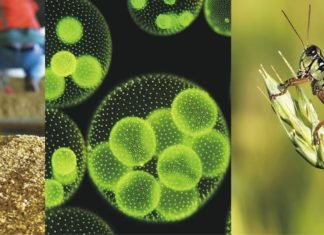 New Feed Raw Materials: India Market