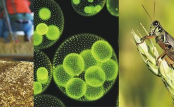 New Feed Raw Materials: India Market